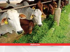 दुधारु पशुओं की यूआईडी टैगिंग में सबसे आगे मध्य प्रदेश, आखिर क्यों पशु के कान में लगाया जाता है ये पीले रंग का टैग