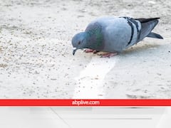 नए साल में कबूतर घर के अंदर दाना चुगने आए, तो समझिए खुलने वाली है किस्मत की लॉटरी