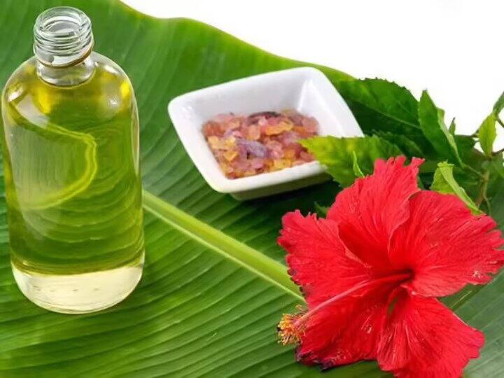 घर में बनाएं ये 3 तरह के हर्बल तेल...तेजी से बढ़ेगी बालों की लंबाई, लोग पूछेंगे लंबे बालों का राज