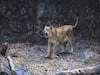 Gir Lion : રાજકોટ નજીક હવે સિંહોની ડણક સંભળાશે, જાણો વિગત