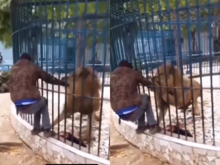Wild Animal Attack Video Man Finger Ripped Off By Lion This OMG Video Goes Viral now Viral Video: पिंजरे में बंद शेर को परेशान कर रहा था शख्स, गुस्से में आए शेर ने हाथ चबा डाला... देखें पूरा वीडियो