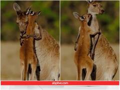 अपने बच्चे को गले से लगाती नजर आई मादा कंगारू, ममता देख पिघला यूजर्स का दिल