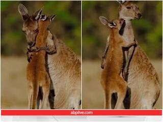 Video: अपने बच्चे को गले से लगाती नजर आई मादा कंगारू, ममता देख पिघला यूजर्स का दिल