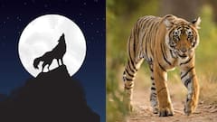 জঙ্গলে আচমকা বাঘের মুখোমুখি নেকড়ে! তারপর?