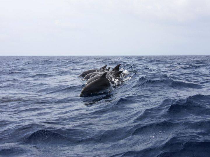 dolphin sleeps with one eye open a species found in the Ganga river एक आंख खोल कर सोती है ये मछली, इसके शिकार करने का तरीका तो हैरान कर देने वाला है