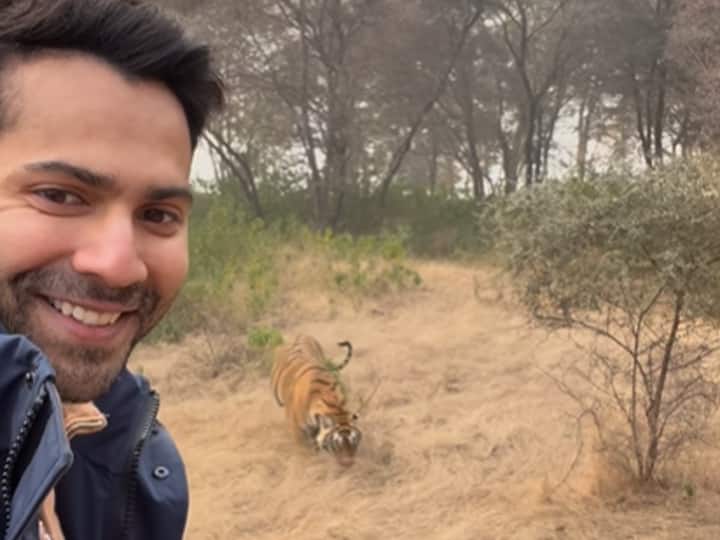 'When The Wolf Meets The Tiger': Varun Dhawan Shares Video With A Tiger During Jungle Safari 'When The Wolf Meets The Tiger': Varun Dhawan Shares Video With A Tiger During Jungle Safari