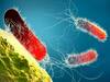 Superbug Bacteria : आता सुपरबग बॅक्टेरियाचा धोका; संसर्गाची लक्षणे, परिणाम काय? सर्व काही वाचा सविस्तर