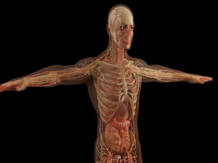 The new organ found in human body big discovery of doctors of Netherland  discussion around world all you need yo know New Ogran in Human Body: इंसानी शरीर में मिला नया 'अंग', नीदरलैंड के डॉक्टर्स की बड़ी खोज ने दुनिया भर में छेड़ी बहस