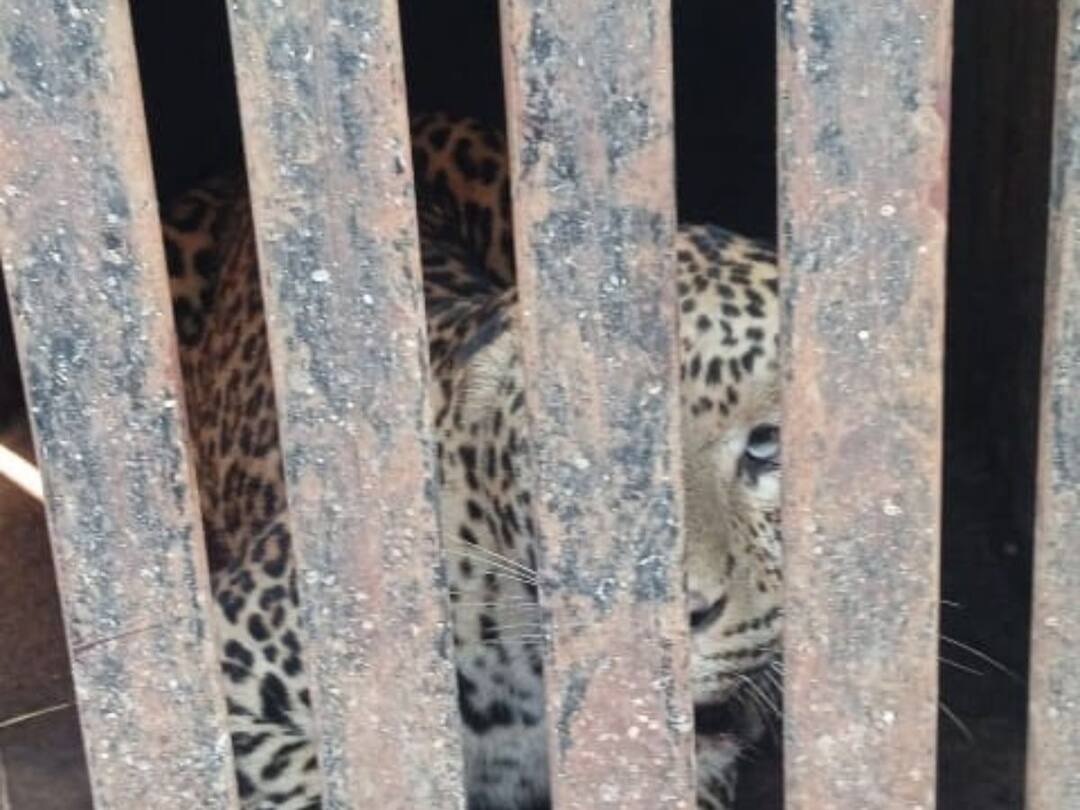 Nashik News Update : एकाच दिवशी तीन बिबटे जेरबंद, नाशिक जिल्ह्यात अनेक भागात दहशत nashik news update capturing leopard that killed child in nashik trimbakeshwar taluka Nashik News Update : एकाच दिवशी तीन बिबटे जेरबंद, नाशिक जिल्ह्यात अनेक भागात दहशत