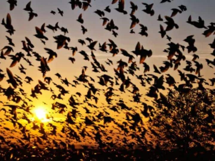 Assam Jatinga village where hundreds of birds commit suicide together suicide point of birds india भारत का एक गांव जहां सैकड़ों पक्षी एक साथ करते हैं आत्महत्या, अमावस की रात में होता है सब कुछ