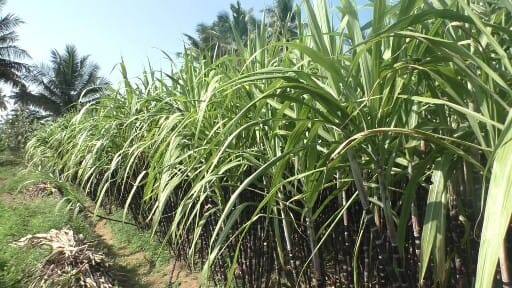 செங்கரும்புகளை முழுமையாக கொள்முதல் செய்ய வேண்டும் - கரும்பு விவசாயிகள் கோரிக்கை