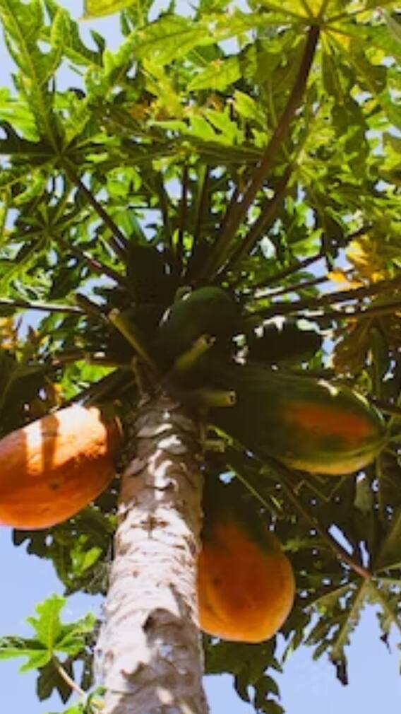 नंदुरबार जिल्ह्यातील पपई उत्पादक शेतकरी अडचणीत