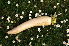Radish : முள்ளங்கியின் அற்புத நன்மைகள் இதோ!