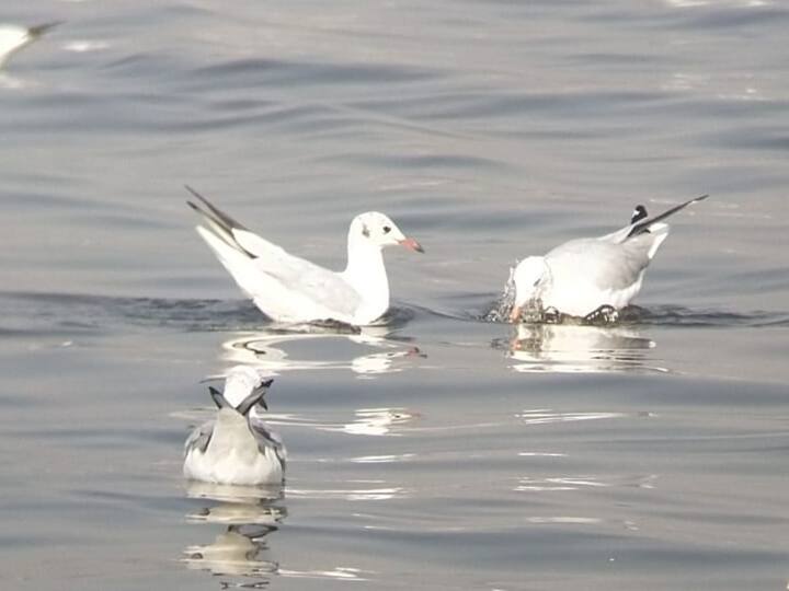 ठाणे, नवी मुंबई, पनवेल अशा विस्तीर्ण भागात पसरलेल्या खाडी किनाऱ्यावरील वातावरण फ्लोमिंगो पक्षासाठी पोषक असल्याने थंडीत त्यांचे मोठ्या संख्येने दर्शन होवू लागले आहे.