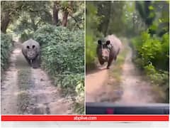 काजीरंगा में सफारी जीप के पीछे भागा गैंडा, टूरिस्ट चिल्लाते दिखे... देखें डरा देने वाला ये वीडियो