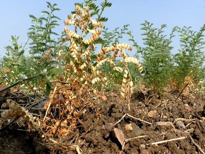 Rabi crop in danger  Washim district farmers in trouble due to disease on gram crop Washim News:  वाशिम जिल्ह्यात रब्बी पिक धोक्यात, हरभरा पिकावर मर रोग आल्याने शेतकरी अडचणीत