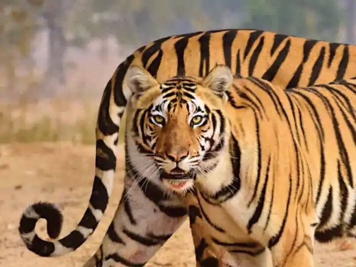 Madhya Pradesh paradise for wildlife got Status Tiger Alligator Leopard Wolf and Vulture State ANN Wildlife in MP: वाइल्ड लाइफ के लिए 'स्वर्ग' है मध्य प्रदेश, टाइगर सहित इन जानवरों के स्टेट का मिला है दर्जा