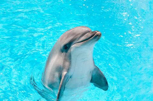 मात्र आता भारत सरकार डॉल्फिन माशांना वाचवण्यासाठी मोहीम राबवत असून त्याच्या शिकारीवर पूर्णपणे बंदी घालण्यात आली आहे. (PC :istockphoto)