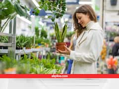 घर की छत-बालकनी में लगाना चाहते हैं पेड़-पौधे तो इन वेबसाइट्स से ऑनलाइन ऑर्डर करके मंगवाएं, जानें पूरी प्रोसेस