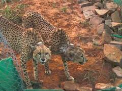 चीतों का कुनबा बढ़ाने दिल्ली में होगी बैठक, अब तक अलग-अलग बाड़ों में रह रहे नर और मादा चीते