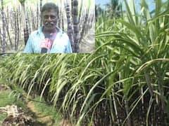 செங்கரும்புகளை முழுமையாக கொள்முதல் செய்ய வேண்டும் - கரும்பு விவசாயிகள் கோரிக்கை