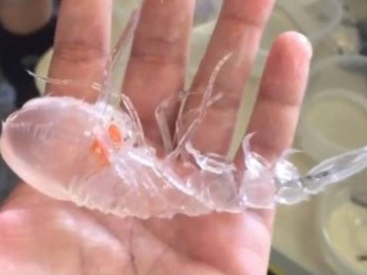 Old Video Of Transparent Ocean Creature Goes Viral watch the viral video Viral Video: অদ্ভুত দর্শন সামুদ্রিক প্রাণী, পুরো দেহই স্বচ্ছ কাচের মতো, ভাইরাল ভিডিও