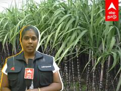 Issue in Sugarcane Procurement : கரும்பு கொள்முதலில் கடும் கட்டுப்பாடு.. விவசாயிகள் வேதனை..
