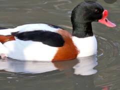 PHOTO : भन्नाट नजराणा! नवी मुंबईच्या खाडी किनारी प्लेमिंगोची गुलाबी चादर,परदेशी फ्लेमिंगोचा मे पर्यंत मुक्काम