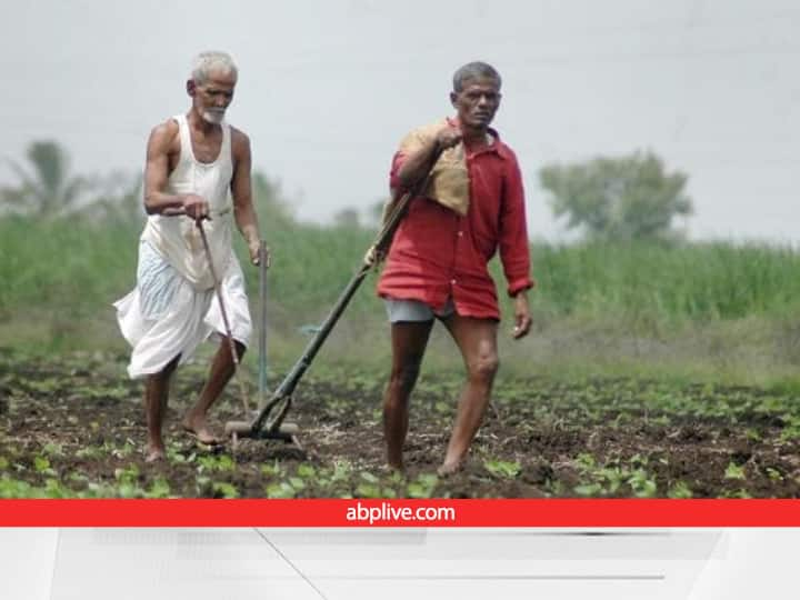 Barmer farmers not getting enough insurance claims for Kharif-2021 from insurance Companies under PMFBY Fasal Beema Claim: महाराष्ट्र के किसानों की तरह सही मुआवजा नहीं ले पाए राजस्थान के किसान, बीमा कंपनियों को केंद्र से मिले ये निर्देश