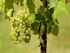 Grapes Benefits : திராட்சை சாப்பிட்டால் இவ்வளவு நன்மைகள் கிடைக்குமா?