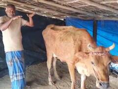 கோவை : அம்மை நோய் தாக்கி உயிரிழக்கும் மாடுகள் ; விவசாயிகள் கவலை