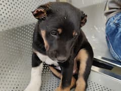 कुत्ते के बच्चे के साथ क्रूरता की हद पार! नशे की हालत में कैंची से काटे बेजुबान के दोनों कान, केस दर्ज