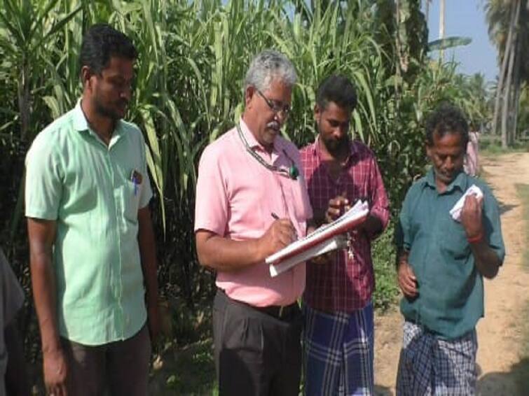 pongal festival 2023 Officials inspected the quality of sugarcane in Dharmapuri Pongal 2023: பொங்கலுக்கு ரெடியா..? கரும்பின் தரத்தை ஆய்வு செய்யும் அதிகாரிகள்...! களைகட்டும் தருமபுரி..!