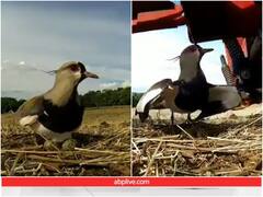 अंडों की सुरक्षा के लिए मशीन के सामने भी डटी रही चिड़िया... 'मां की ममता' ये वीडियो काफी शेयर हो रहा है