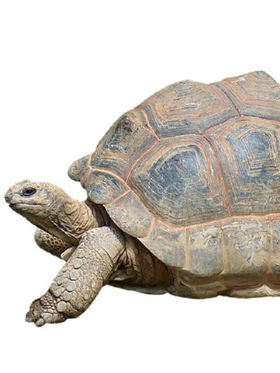 நீரிலும் நிலத்திலும் வாழும் தன்மை கொண்ட ஆமையின் வியப்பூட்டும் தகவல்கள்!