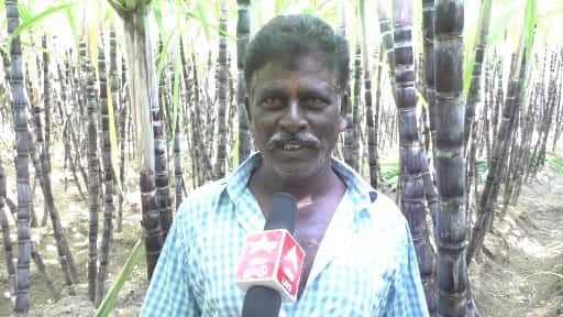 செங்கரும்புகளை முழுமையாக கொள்முதல் செய்ய வேண்டும் - கரும்பு விவசாயிகள் கோரிக்கை