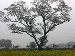 कड़ाके की सर्दी की चपेट में है राजस्थान, इन जिलों में चलेगी शीतलहर