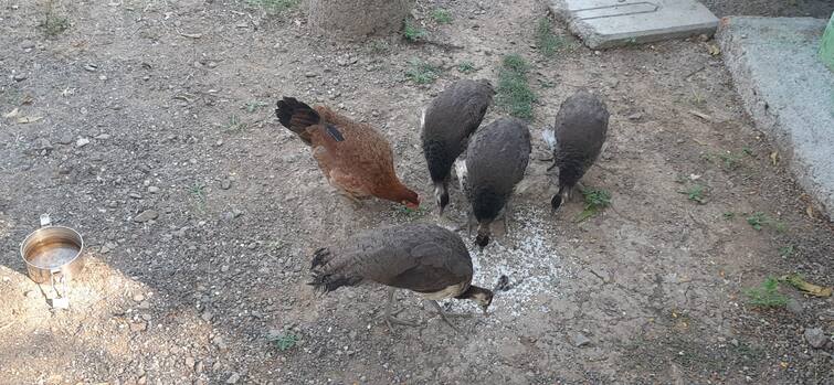 maharashtar news nashik news mother became hen for peacock chicks in niphad forest Nashik News : शेवटी आईच ती ! मोराच्या पिल्लांसाठी कोंबडी बनली यशोदा, तीन महिन्यांपासून सांभाळ 