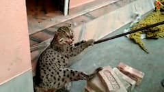 গৃহস্থের বাড়িতে বাঘরোল উদ্ধার, 'চিতাবাঘ' ভেবে আতঙ্কে কাঁটা বাগনানের পরিবার