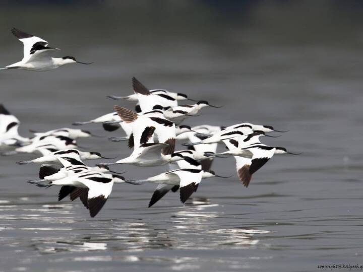ऐरोलीमध्ये वनविभागाने सुरू केलेली फ्लेमिंगो सफारी रोज फूल जावू लागली आहे.