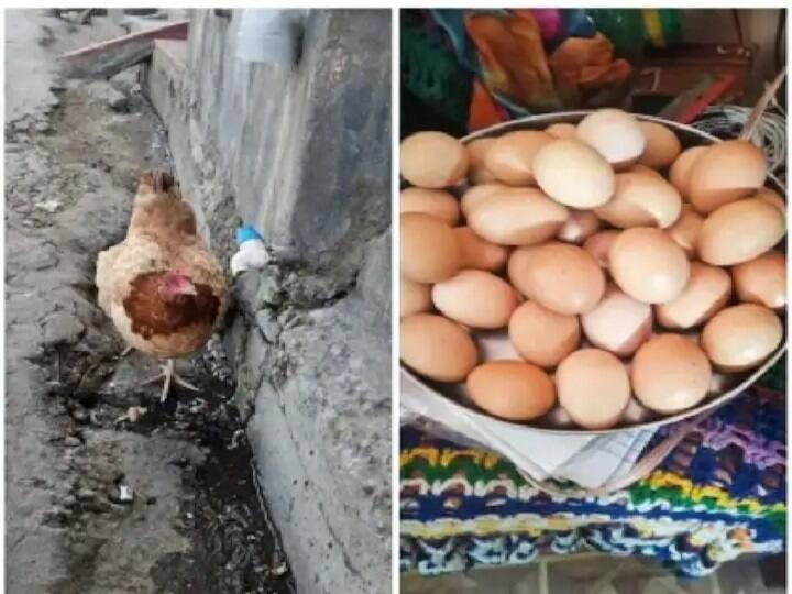 hen farming Uttarakhands hen laid 31 eggs in a day कमाल है! मूंगफली, लहुसन खाती है ये मुर्गी... एक दिन में 2, 4 नहीं, बल्कि 31 अंडे देती है