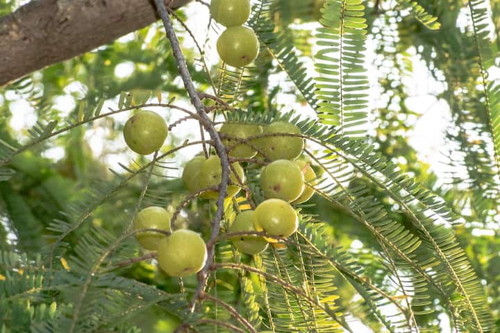 এছাড়া আমলা তো রয়েছেই। খুসকির সমস্যা থেকে চুল পড়া কমানো, হেয়ার ফলিকল শক্তিশালী করা, রক্ত চলাচল বাড়ানোর কাজ করে আমলা। (ছবি:PIXABAY)