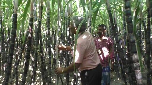 Pongal 2023: பொங்கலுக்கு ரெடியா..? கரும்பின் தரத்தை ஆய்வு செய்யும் அதிகாரிகள்...! களைகட்டும் தருமபுரி..!