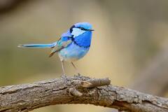 Splendid Fairywren: इस पक्षी को कहा जाता है 'परी'... ऐसा कहने के पीछे है काफी दिलचस्प वजह