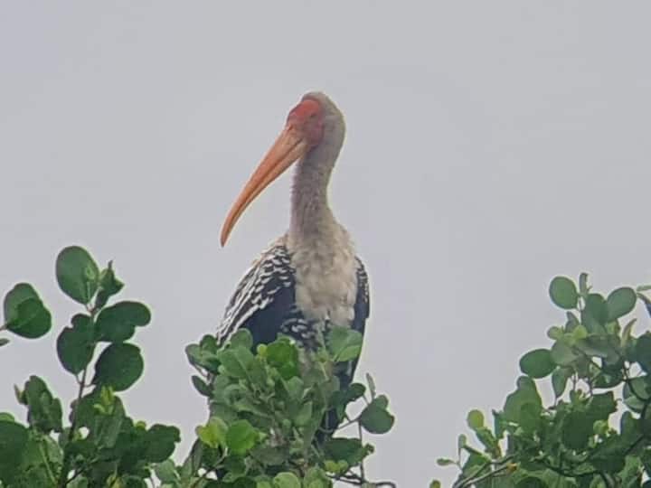 Navi Mumbai News : परदेशी फ्लेमिंगो (Pluming) पक्षांमुळे नवी मुंबईतील खाडी किनारी गेल्या काही दिवसांपासून पाण्यावर गुलाबी चादर तरंगताना दिसू लागली आहे.