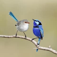 Splendid Fairywren: इस पक्षी को कहा जाता है 'परी'... ऐसा कहने के पीछे है काफी दिलचस्प वजह