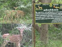 அரூர் அருகே பட்டப்பகலில் வெளியே வரும் புள்ளி மான்கள்- மது பிரியர்களால் ஆபத்து ஏற்படும் அபாயம்