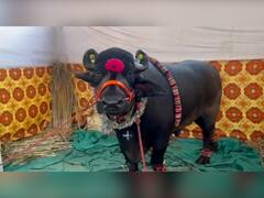 In Pics: सोलापुरमध्ये कृषी प्रदर्शनात  दीड कोटीचा रेडा, बेळगावमधील शेतकऱ्याच्या रेड्याची जोरदार चर्चा