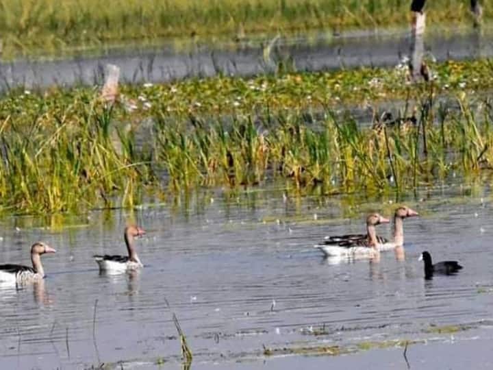 Udaipur: 7000 किमी का रास्ता तय कर आती हैं प्रवासी पक्षियां, बर्ड फेस्टिवल का होता है आयोजन