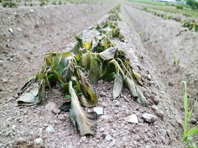 Frost Can Damage Potato Mustard Mustard Crops | Frost Effect: लहलहायेगी  गेहूं की फसल, इन फसलों के लिए पाला बनेगा खतरा, बचाव के लिए इस दवा का करें  छिड़काव